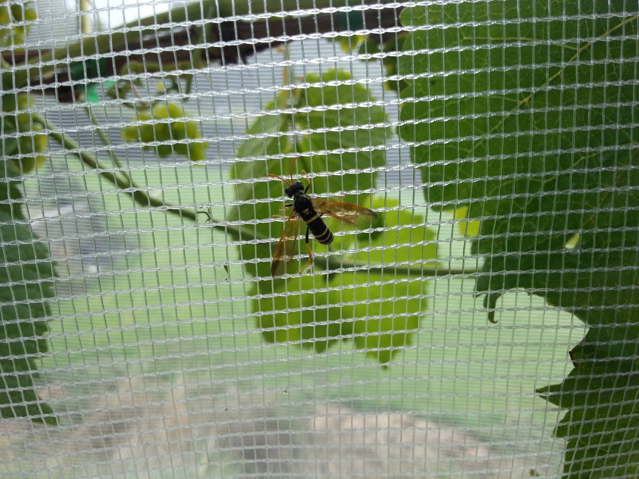 Wasp on Anti-Hail Netting